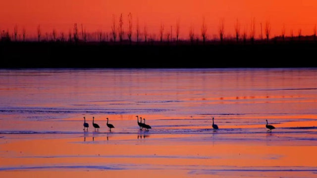 Beautiful sunset over Zhalong Wetland in Qiqihar with migratory birds walking on frozen lake