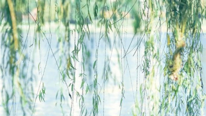Soft willow branches swaying over a tranquil lake, symbolizing renewal and remembrance during the Qingming Festival in China.
