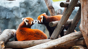 Two red pandas sitting on wooden branches and gently touching noses in a zoo enclosure