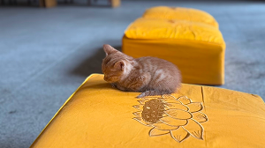 A small kitten resting on a yellow cushion with lotus embroidery inside Baotong Temple, Wuhan.