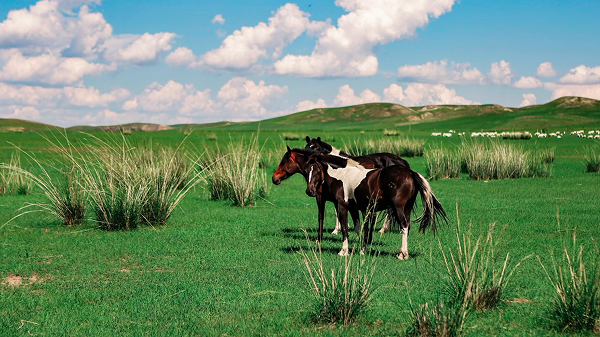 Wild horses grazing on the vast green grasslands of Inner Mongolia under a bright blue sky.