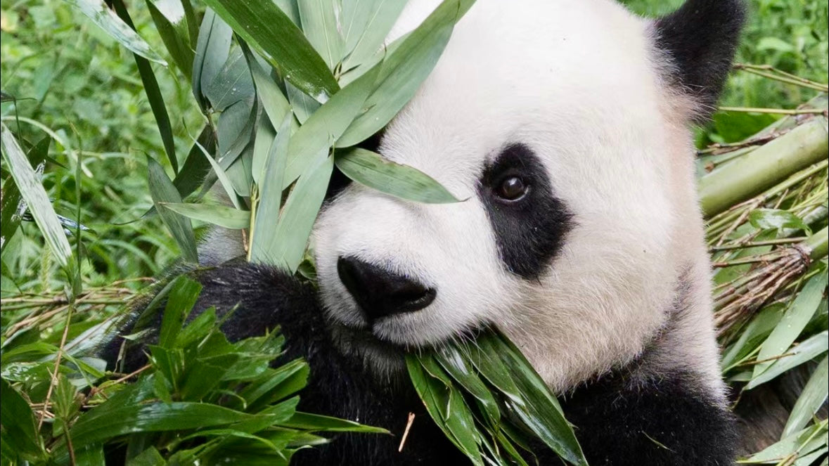 Spots: Chengdu Panda Base