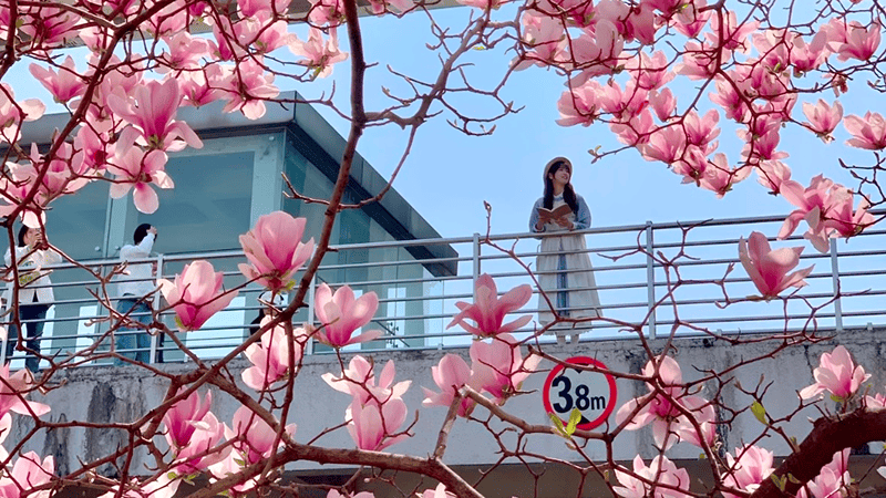 The foreground features blooming pink magnolias, while the background shows a standing girl, capturing this perfect photo in the spring of Wuhan.