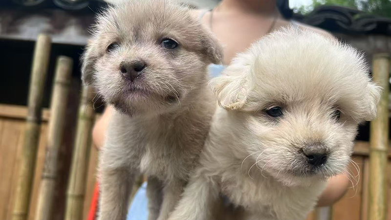 Two adorable puppies being held up outdoors in a rural Chengdu village