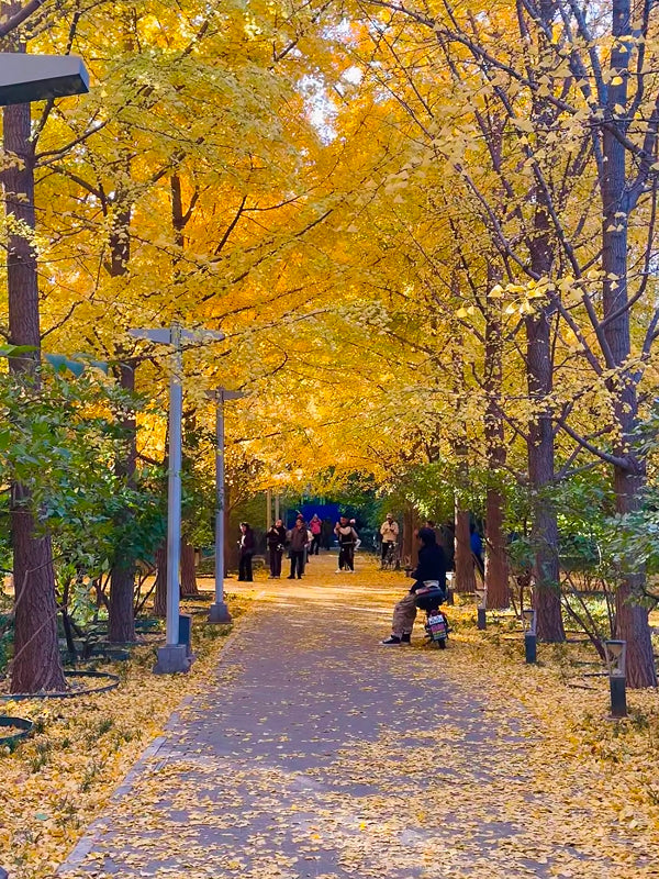 Golden ginkgo leaves creating a scenic autumn path in Niujie, a peaceful local walkway during the halal and hutong tour