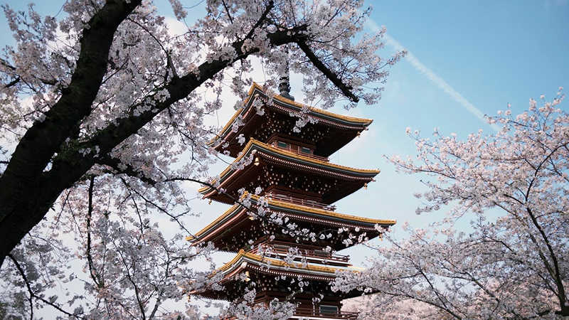Wuhan, China: a beautiful scene of cherry blossoms in full bloom in front of a temple.