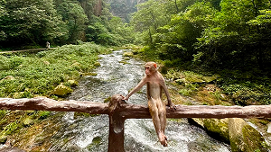 A playful monkey sitting casually on a wooden fence above a river in Zhangjiajie, China.