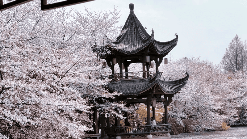 In Hangzhou, ancient architecture and blooming cherry blossoms create a scene that takes you on a journey through time.