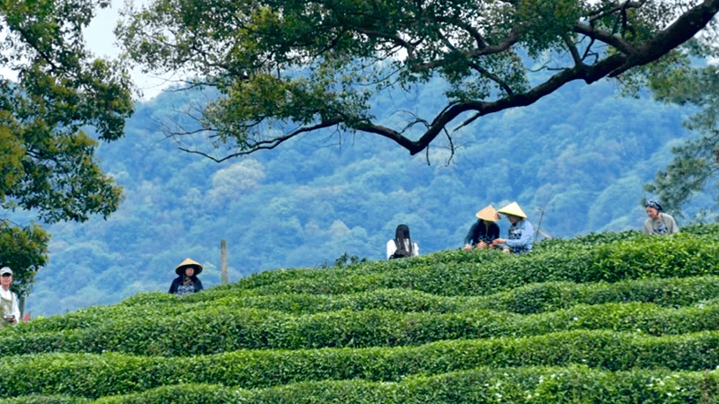 In spring, Hangzhou's tea farmers head up the mountains to harvest tea.