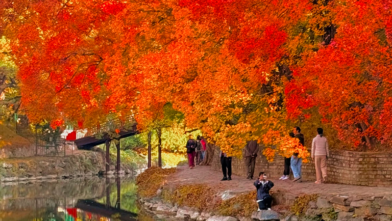 Visiting Beijing in autumn, not only is the temperature neither too cold nor too hot, but you can also see red leaves covering the mountains and fields
