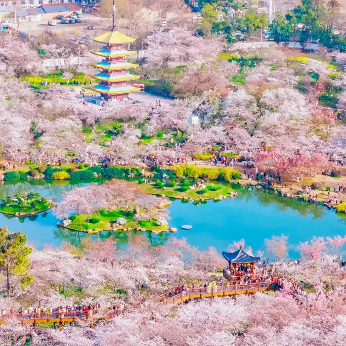 A panoramic springtime view of Wuhan featuring cherry blossoms in full bloom, a serene lake, and a traditional Chinese pagoda.
