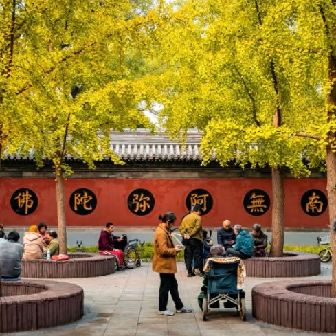 Local elders and families chatting and playing in a tranquil temple courtyard with ginkgo trees.