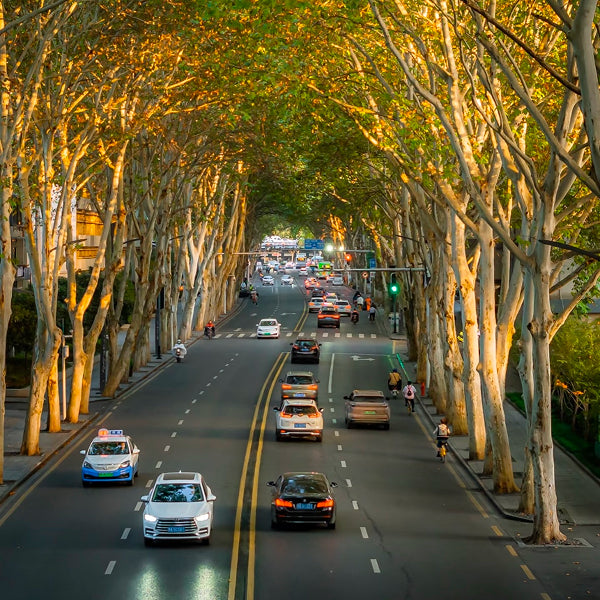A peaceful tree-lined street in Wuhan with evening traffic and pedestrians, framed by towering plane trees glowing in golden sunlight.